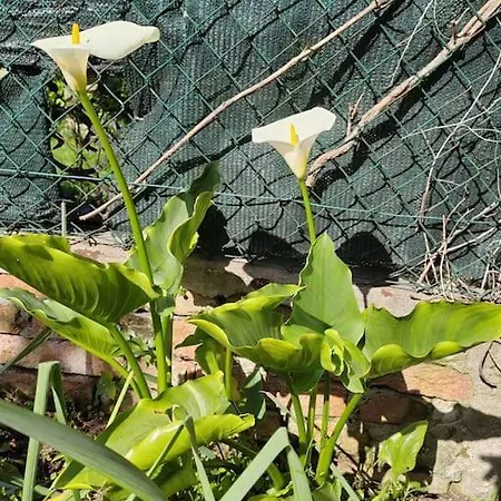 Casa vacanze La Casa Di Marta Con Giardino Venezia